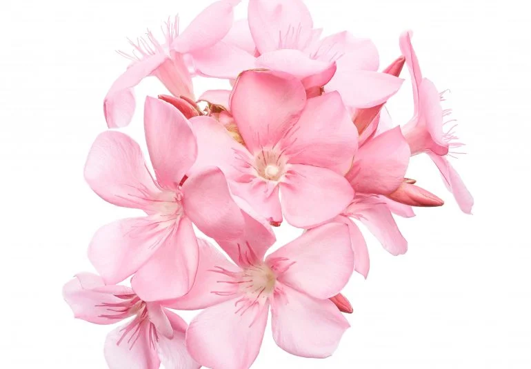 Drrosan Humydani Dermatology Andbeauty Clinic LLC photo 8